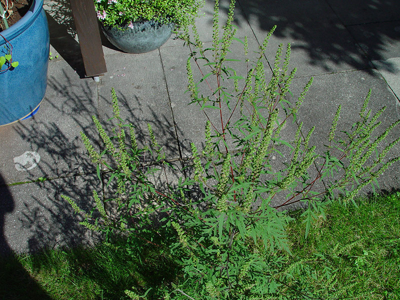 Aufrechtes Traubenkraut (Ambrosia artemisiifolia)